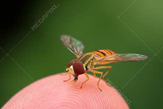 Hover Fly on Finger