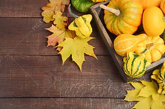 Fall background with pumpkins