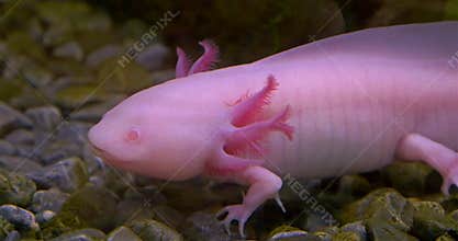 Axolotl, Mexican Salamander (Ambystoma Mexicanum)