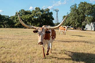 Close up of Texas Longhorn and the Windmill