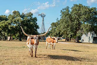 Two Texas Longhorns and the Windmill