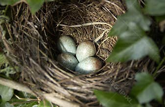 Blackbirds nest