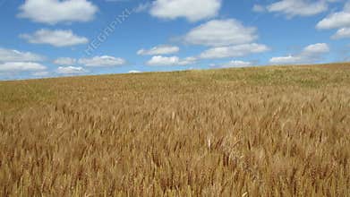 Wheat Field