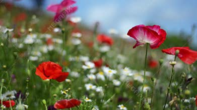 Immersive, eye level footage of wildflowers in meadow of poppies and daisies, on a sunny summers day