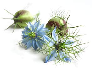 Black cumin (Nigella sativa)