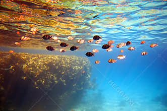 Coral reef and fishes.