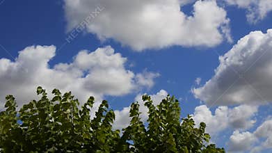 Clouds and leaves timelapse
