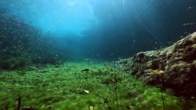 Underwater landscape and vegetation in lake cenote