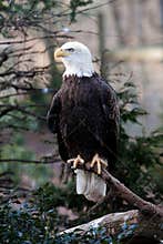 Bald Eagle