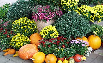Chrysanthemum