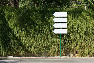 Four Direction Signs against a Creeper Wall