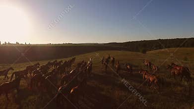 Horses running in slow motion.