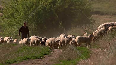Man and flock of sheep.