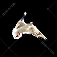 Seabird