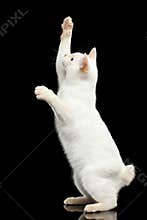Beautiful breed without Tail Mekong Bobtail Cat Isolated Black Background