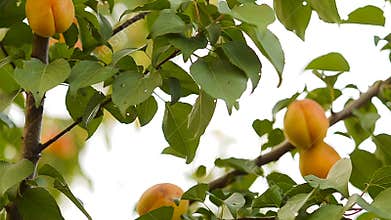 Apricots on a tree branch.