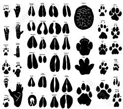 African animal tracks