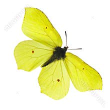 Yellow butterfly
