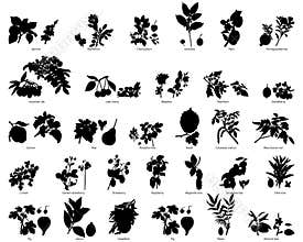 Fruits and berries