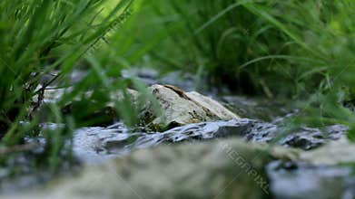 Low angle close up of grass and rocks in water stream