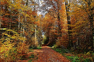Road through golden forest at sunny day, fall season nature