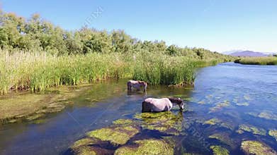 Wild Horses @ Salt River (Rio Salado) Arizona