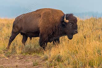 Roadside Bison Yellowstone National Park