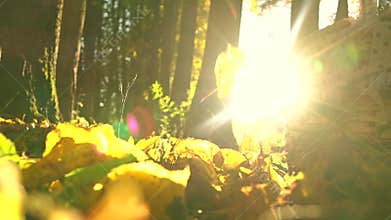 Falling yellow leaves against blazing sun and picnic basket. Sunny autumn day. Super slow motion shot