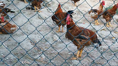 Group hens hen house