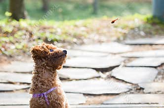 Teddy dog watching a flying dragonfly