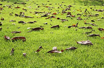 Autumn vibrant green lawn