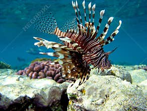 Lionfish Volitans