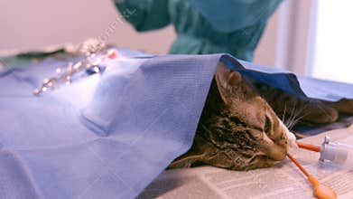 A vet operating a cat