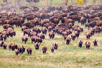 Bison Herd