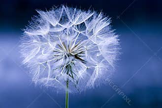Dandelion flower seed head