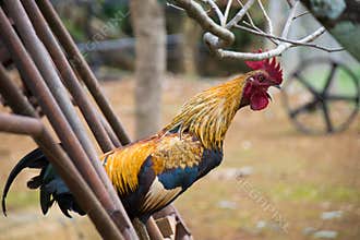 The Chicken Roosters are crowing in garden