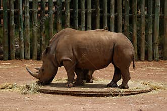 Rhinoceros grazing