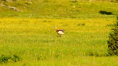 Sandhill Crane Wild Bird Couple Feeding Yellowstone National Park