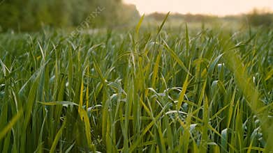 Cultivated field of young green wheat in the morning.
