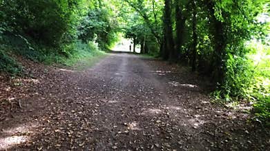Horse Riding Trail in English Country Woodland Walkway