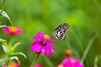 Butterfly in garden and flying to many flowers in garden, Beautiful butterfly in colorful garden or insect farm, Animal or insect