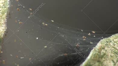 Two-spotted spider mites ( Tetranychus urticae )