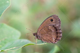 Dryad (Minois dryas) butterfly