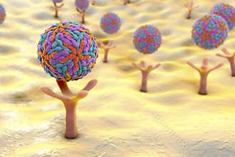 Zika virus attaching to receptors on human cell
