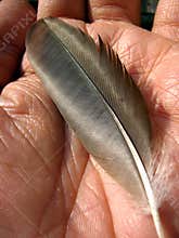 Pigeon feather in palm of hand