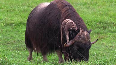 Large musk ox feeding