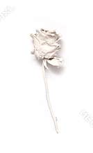 White Rose depicted