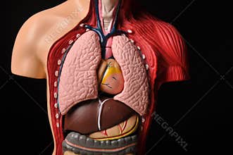 Look inside body, human anatomy