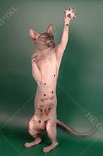 Naked cat voting