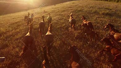 Horses are galloping.